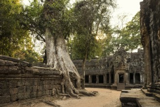 Ta Prohm, Angkor Wat, Angkor, UNESCO World Heritage Site, Siem Reap, Cambodia, Indochina, Southeast