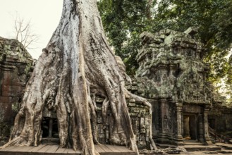 Ta Prohm, Angkor Wat, Angkor, UNESCO World Heritage Site, Siem Reap, Cambodia, Indochina, Southeast