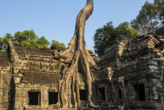 Ta Prohm, Angkor Wat, Angkor, UNESCO World Heritage Site, Siem Reap, Cambodia, Indochina, Southeast