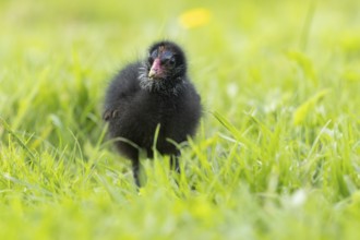 Common moorhen or Waterhen (Gallinula chloropus) juvenile baby chick bird amongst grass, England,