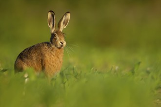 Brown hare (Lepus europaeus) adult animal in a farmland maize field in the summer, Suffolk, England