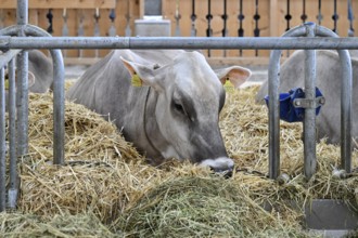Brown Swiss dairy cow