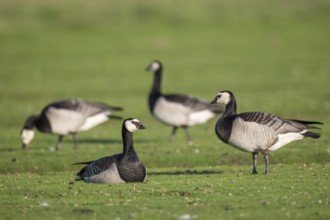 Grazing barnacle geese or barnacle geese (Branta leucopsis), Hauke-Haien-Koog nature reserve, North