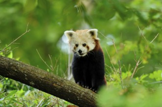 Red panda (Ailurus fulgens) on a bough, captive