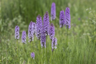 Southern marsh orchid (Dactylorhiza praetermissa), Emsland, Lower Saxony, Germany, Europe