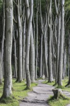 Beech forest (Fagus sylvatica), Ghost Forest Nienhagen, Mecklenburg-Western Pomerania, Germany,