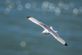 Black-legged Kittiwake, Rissa tridactyla, bird in flight over sea, Bempton Cliffs, North Yorkshire,