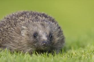 European hedgehog (Erinaceus europaeus) adult animal on a garden lawn, England, United Kingdom,