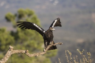 Iberian Eagle (Aquila adalberti), Spanish imperial eagle, Extremadura, Castilla La Mancha, Spain,