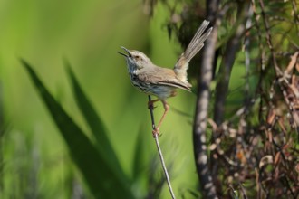 Spotted Prinia (Prinia maculosa), adult, on wait, singing, Kirstenbosch Botanical Gardens, Cape