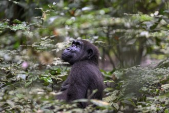 Western lowland gorilla (Gorilla gorilla gorilla), female, Loango National Park, Parc National de