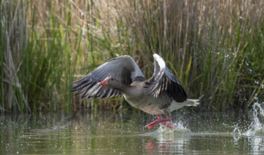 Greylag goose (Anser anser) taking off on a pond, Thuringia, Germany, Europe