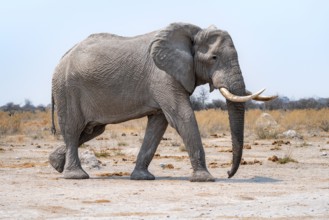 African elephant (Loxodonta africana), African savannah, Nxai Pan National Park, Botswana Botswana