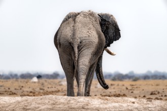 African elephant (Loxodonta africana), from behind, Nxai Pan National Park, Botswana Botswana