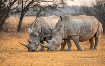 Southern white rhinoceros (Ceratotherium simum simum), two rhinos grazing in the evening light,