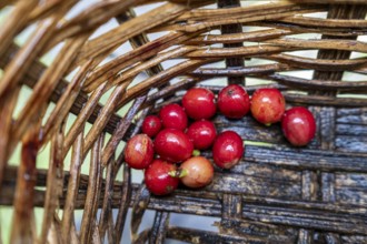 Coffea arabica fruit, Cocora Valley, Salento, Quindio, Colombia, South America