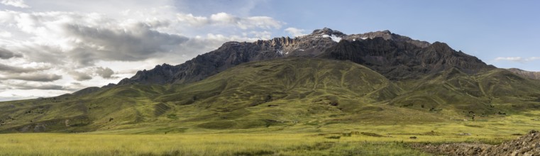 Peruvian highland vegetation, Kunka, Abra La Raya, Peru, South America