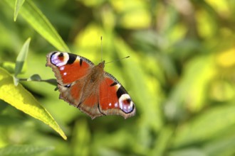Peacock butterfly (Aglais io), on a green leaf, Wilnsdorf, North Rhine-Westphalia, Germany, Europe