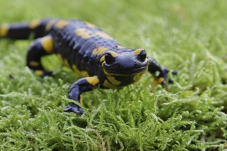 Fire salamander (Salamandra salamandra), running over moss, wildlife, looking into the camera,