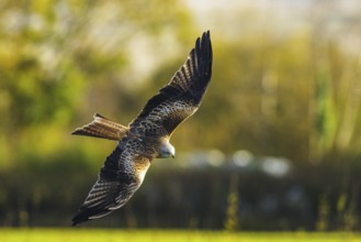 Red Kite, Milvus milvus, bird in flight