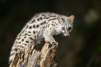 Common genet (Genetta genetta), climbing on a tree wildlife in a forest, Montseny National Park,