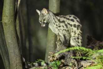 Common genet (Genetta genetta), wildlife in a forest, Montseny National Park, Catalonia, Spain,
