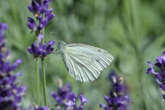 Cabbage butterfly (Pieris brassicae) female on a flower of true lavender (Lavandula angustifolia),