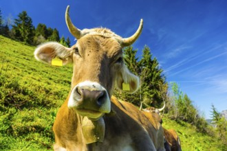 Single dairy cow, Allgaeuer Braunvieh, alpine meadow, near Oberstdorf, Allgaeu, Bavaria, Germany,