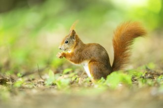 Red squirrel (Sciurus vulgaris) in a forest, Bavaria, Gernany