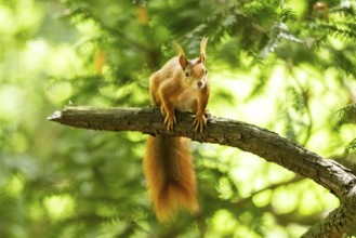Red squirrel (Sciurus vulgaris) in a forest, Bavaria, Gernany