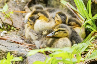 Wild duck (Anas platyrhynchos) youngsters, Bavaria, Germany, Europe