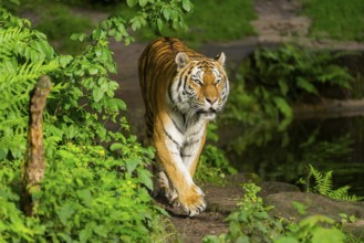 Siberian tiger or Amur tiger (Panthera tigris altaica) walking on the ground, Bavaria, Germany,