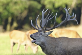 Red deer (Cervus elaphus) during the rutting season, a capital stag roaring in a forest clearing,