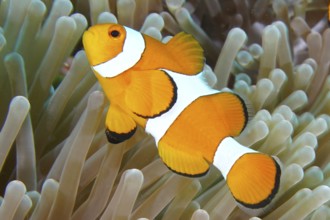 An orange and white Ocellaris Clownfish (Amphiprion ocellaris) swimming in a sea anemone in the