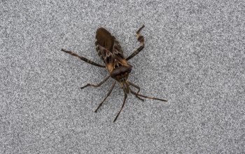 Western conifer seed bug, also known as cone bug (Leptoglossus occidentalis), Stuttgart,