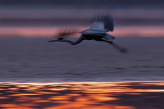 Grey heron, (Ardea cinerea), flying over the banks of a drained fish pond in the beautiful morning