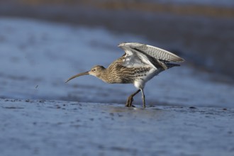Eurasian curlew (Numenius arquata) adult bird feeding on a mudflat on a coastline, Norfolk,