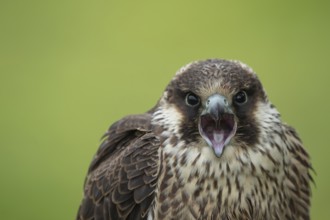 Peregrine falcon (Falco peregrinus) juvenile bird of prey calling, Scotland, United Kingdom, Europe