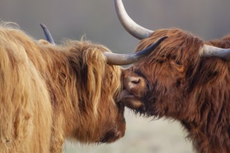 Highland cattle or cow (Bos taurus taurus) two adult farm animals greeting each other, England,