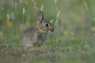 Rabbit (Oryctolagus cuniculus) wild juvenile baby animal resting in grassland in the summer,