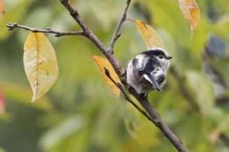 A long-tailed tit (Aegithalos caudatus) sitting on a branch with autumn leaves in the background,