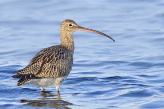 Eurasian curlew, Eurasian curlew (Numenius arquata) foraging in the shallow waters of the Baltic