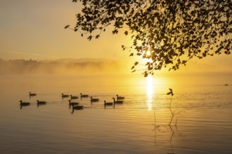 Sunrise, autumnal atmosphere at Lake Baldeney, near Haus Scheppen, in Essen, North