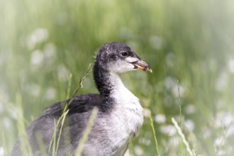 Eurasian Coot chicks (Fulica atra) standing in meadow surrounded by daisies, close-up, profile