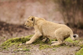 Asiatic lion (Panthera leo persica) cub walking on the ground, captive