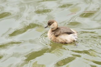 Little grebe (Tachybaptus ruficollis) swimming on a lake, Bavaria, Germany, Europe