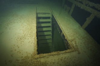 An open entrance on a shipwreck surrounded by water, covered with mussels, quagga triangle mussel