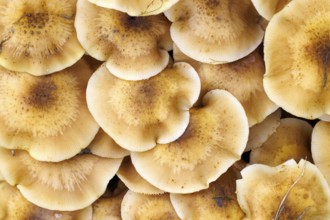 Hallimasche (Armillaria), Germany, Europe