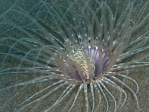 Close-up of a Banded cylinder rose (Pachycerianthus maua) with thin, transparent tentacles, dive