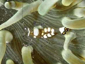Transparent peacock anemone shrimp (Ancylocaris brevicarpalis) hiding between the tentacles of a